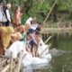 Wali Kota Solok Lepas Benih Ikan di Nan Balimo