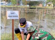 HUT ke-81 Tahun 2026, Wabup dan TNI Tanam 1000 Bibit Mangroe