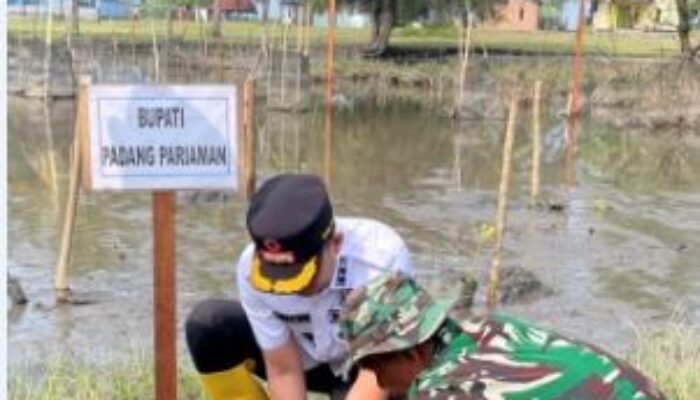 HUT ke-81 Tahun 2026, Wabup dan TNI Tanam 1000 Bibit Mangroe